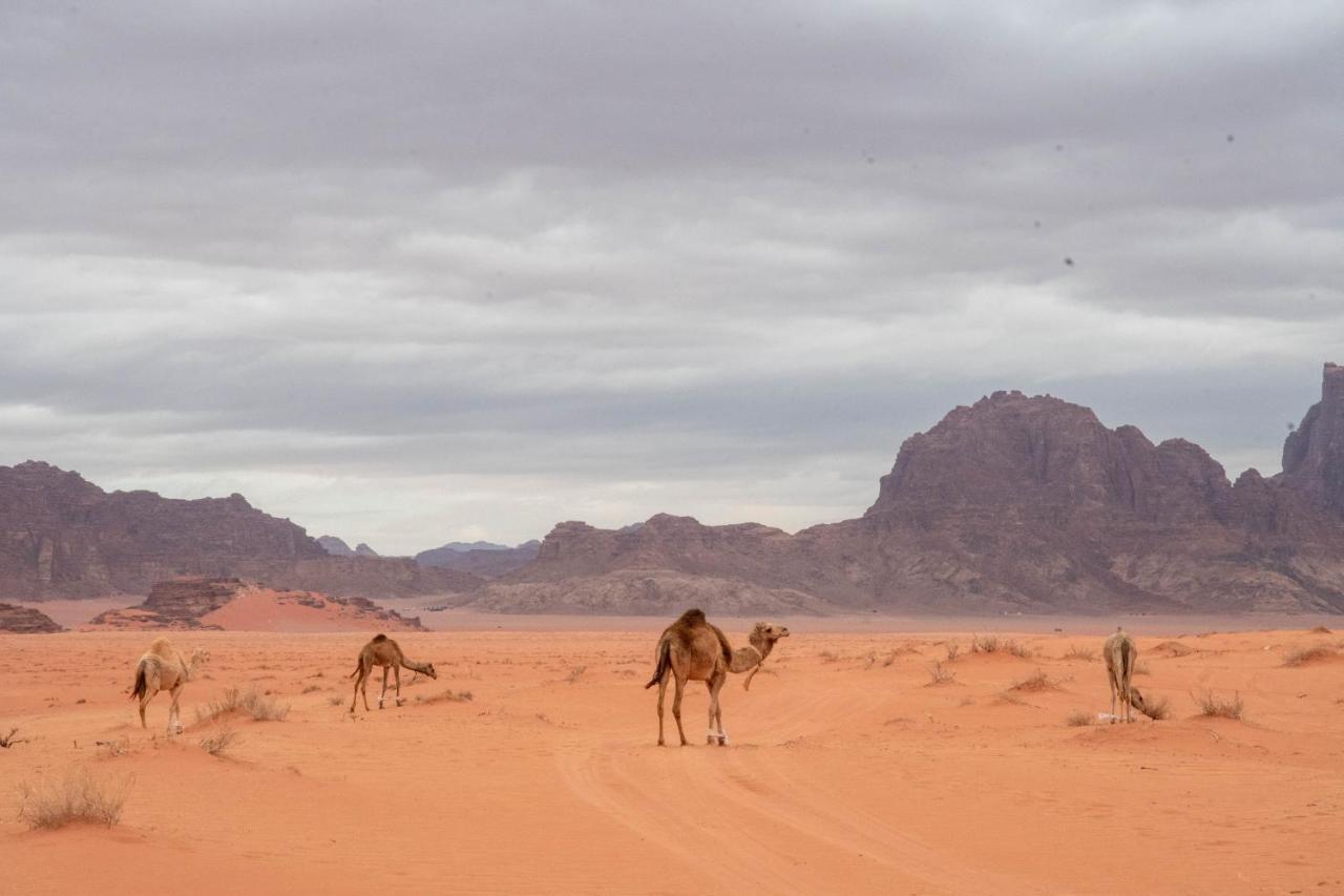 Wadi Rum Nights Εξωτερικό φωτογραφία