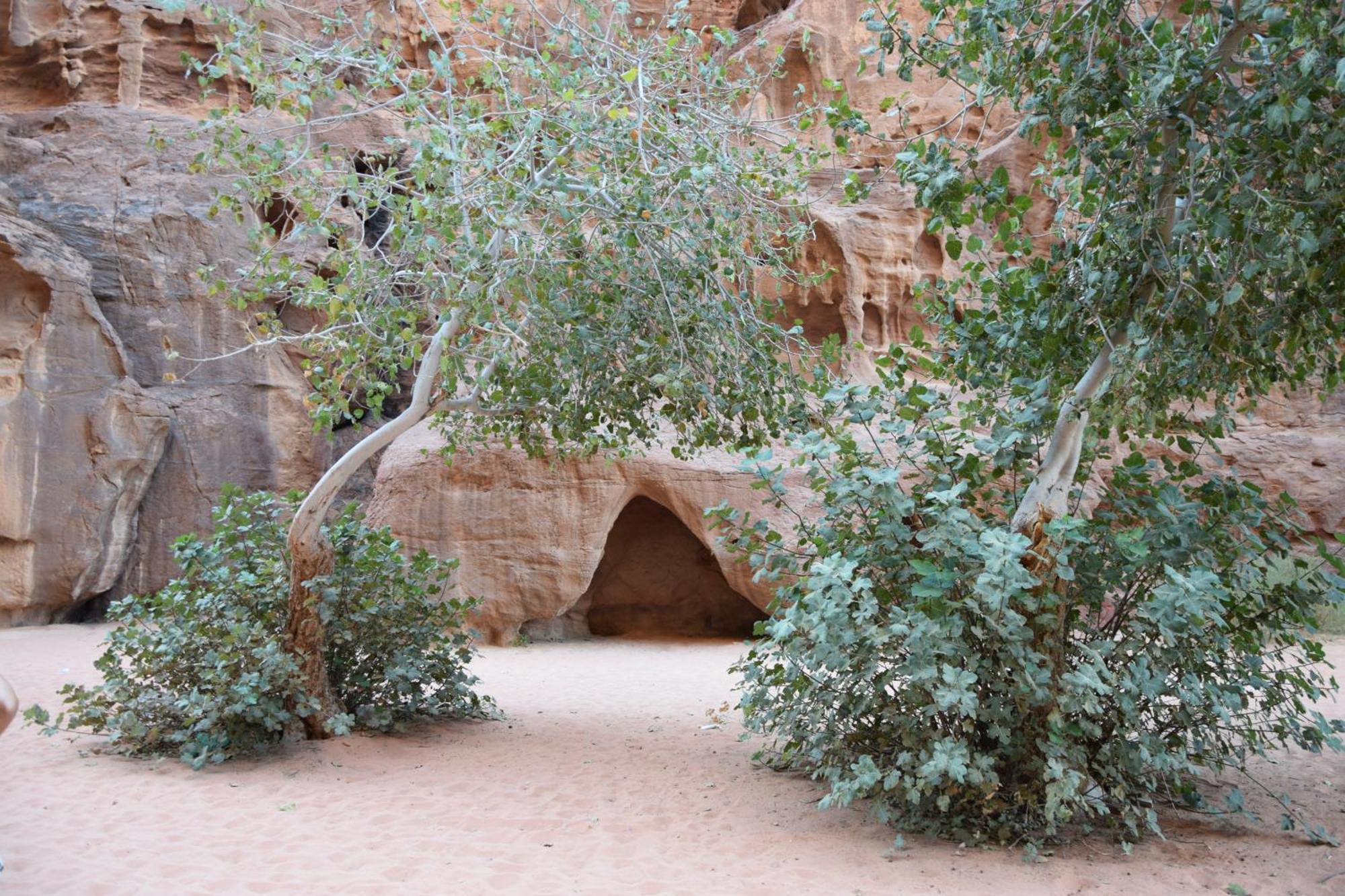 Wadi Rum Nights Εξωτερικό φωτογραφία